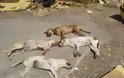 Φρίκη: Νεκροί 66 σκύλοι από φόλες σε περιοχή της ΠΡΕΒΕΖΑΣ -Αναζητείται επ’αμοιβή ο δράστης - Φωτογραφία 2