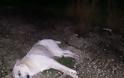 Φρίκη: Νεκροί 66 σκύλοι από φόλες σε περιοχή της ΠΡΕΒΕΖΑΣ -Αναζητείται επ’αμοιβή ο δράστης - Φωτογραφία 3