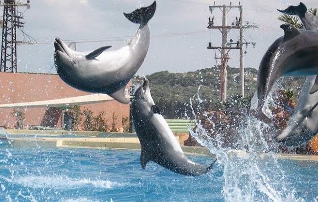 Στον Εισαγγελέα το Αττικό Πάρκο για το show με τα δελφίνια! - Φωτογραφία 1
