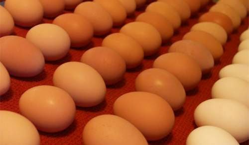 Τσέκαρε με ένα απλό τεστ εάν τα αυγά σου είναι φρέσκα! - Φωτογραφία 1