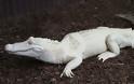Viral video: Σπάνιος λευκός κροκόδειλος ανακαλύφθηκε σε ποτάμι της Αυστραλίας