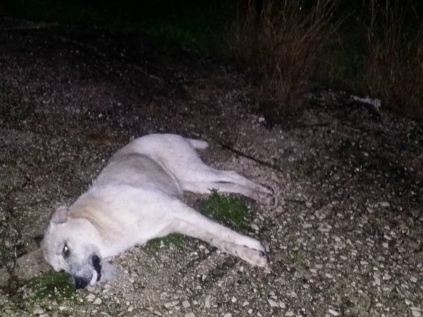 Νεκροί 66 σκύλοι από φόλες σε περιοχή της Πρέβεζας – Αναζητείται επ’αμοιβή ο δράστη - Φωτογραφία 1