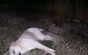 Νεκροί 66 σκύλοι από φόλες σε περιοχή της Πρέβεζας – Αναζητείται επ’αμοιβή ο δράστη