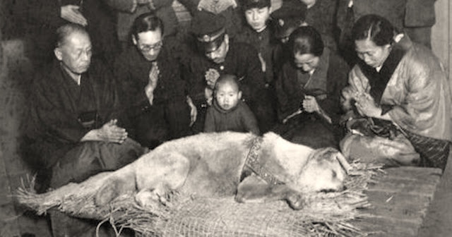 Χάτσικο: Ο σκύλος που με το θάνατό του έκανε μια ολόκληρη κοινωνία να βυθιστεί στο πένθος - Φωτογραφία 1