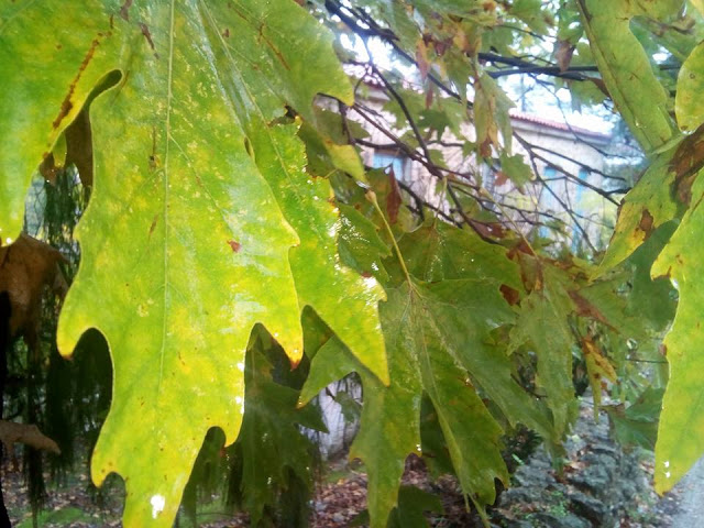 Καλημέρα με βροχή απο το χωριό ΠΡΟΔΡΟΜΟΣ  Ξηρομέρου (ΕΙΚΟΝΕΣ) - Φωτογραφία 24