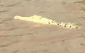 Σπάνιος κροκόδειλος λευκός σαν «Πέρλα» [video]