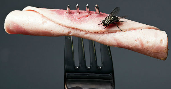 Προειδοποίηση από επιστήμονες: Αν μύγα ακουμπήσει το φαγητό θα πάθετε… Προσοχή - Φωτογραφία 1