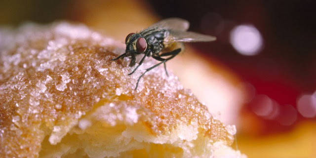 Μύγες: Συμβάλλουν στην εξάπλωση διαφόρων ασθενειών λόγω των μικροβίων που μεταφέρουν - Φωτογραφία 1