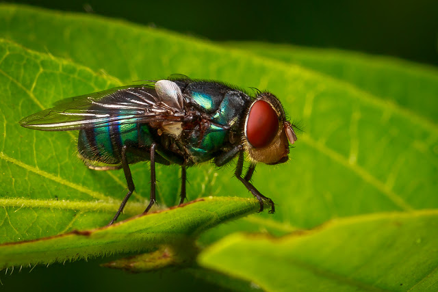 Μύγες: Συμβάλλουν στην εξάπλωση διαφόρων ασθενειών λόγω των μικροβίων που μεταφέρουν - Φωτογραφία 3
