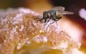 Μύγες: Συμβάλλουν στην εξάπλωση διαφόρων ασθενειών λόγω των μικροβίων που μεταφέρουν