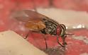 Μύγες: Συμβάλλουν στην εξάπλωση διαφόρων ασθενειών λόγω των μικροβίων που μεταφέρουν - Φωτογραφία 2