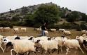 Κρήτη: Κτηνοτρόφος βρήκε σφαγμένα τα 150 πρόβατά του