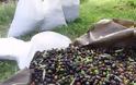 Παλαιομάνινα: Δυο Αλβανοί έκλεβαν τις ελιές από λιοστάσι 73χρονου