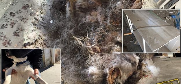 Αλλοδαποί είχαν στήσει σφαγείο σκυλιών και γατιών στο Περιστέρι.Βρέθηκαν σούβλες,υπολείμματα ζώων και ίχνη καύσης μαγειρέματος - Φωτογραφία 1