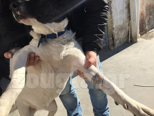 Αλλοδαποί είχαν στήσει σφαγείο σκυλιών και γατιών στο Περιστέρι.Βρέθηκαν σούβλες,υπολείμματα ζώων και ίχνη καύσης μαγειρέματος - Φωτογραφία 2