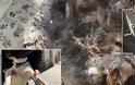 Αλλοδαποί είχαν στήσει σφαγείο σκυλιών και γατιών στο Περιστέρι.Βρέθηκαν σούβλες,υπολείμματα ζώων και ίχνη καύσης μαγειρέματος - Φωτογραφία 1