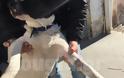 Αλλοδαποί είχαν στήσει σφαγείο σκυλιών και γατιών στο Περιστέρι.Βρέθηκαν σούβλες,υπολείμματα ζώων και ίχνη καύσης μαγειρέματος - Φωτογραφία 2