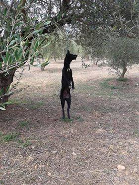 Νέα κτηνωδία στην Κρήτη: Κρέμασαν σκυλί από δέντρο - Φωτογραφία 2
