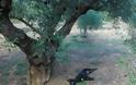 Νέα κτηνωδία στην Κρήτη: Κρέμασαν σκυλί από δέντρο - Φωτογραφία 1