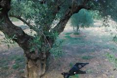 Νέα κτηνωδία στην Κρήτη: Κρέμασαν σκυλί από δέντρο