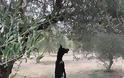 Νέα κτηνωδία στην Κρήτη: Κρέμασαν σκυλί από δέντρο - Φωτογραφία 2