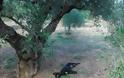 Κτηνωδία,Κρήτη: Κρέμασαν σκυλί από δέντρο