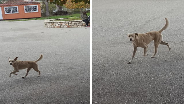 Αδέσποτος Σκύλος με επιθετική συμπεριφορά έξω από σχολείο στη ΒΟΝΙΤΣΑ - Φωτογραφία 1