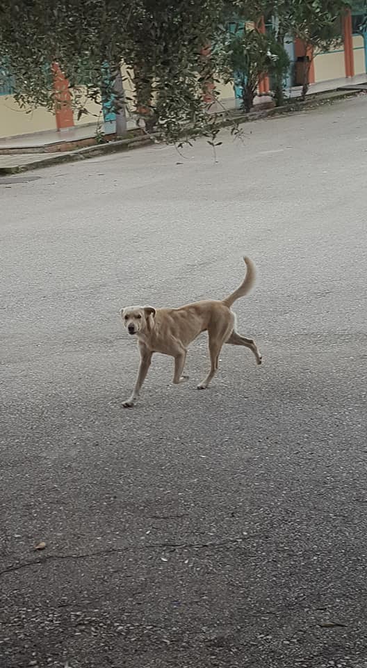 Αδέσποτος Σκύλος με επιθετική συμπεριφορά έξω από σχολείο στη ΒΟΝΙΤΣΑ - Φωτογραφία 2