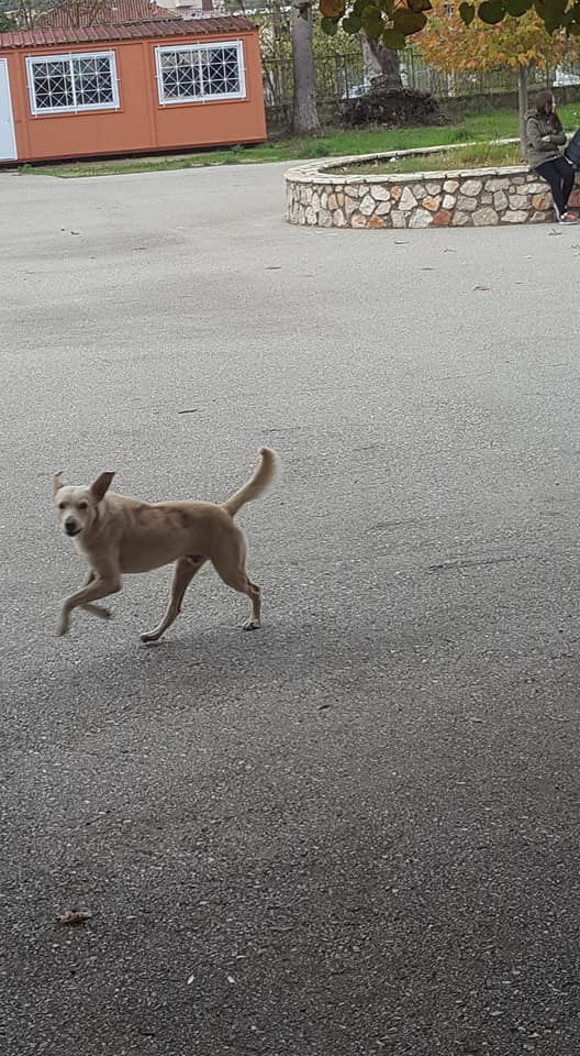 Αδέσποτος Σκύλος με επιθετική συμπεριφορά έξω από σχολείο στη ΒΟΝΙΤΣΑ - Φωτογραφία 3