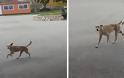 Αδέσποτος Σκύλος με επιθετική συμπεριφορά έξω από σχολείο στη ΒΟΝΙΤΣΑ - Φωτογραφία 1