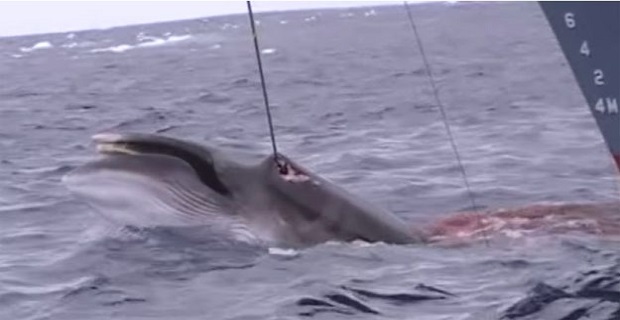 Στη δημοσιότητα σοκαριστικό βίντεο κυνηγιού φαλαινών από Ιάπωνες - Φωτογραφία 1