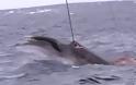 Στη δημοσιότητα σοκαριστικό βίντεο κυνηγιού φαλαινών από Ιάπωνες