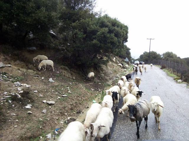 ΚΑΛΗΜΕΡΑ ΜΕ ΕΙΚΟΝΕΣ ΑΠΟ ΤΟ ΧΩΡΙΟ  ΒΛΥΖΙΑΝΑ ΞΗΡΟΜΕΡΟΥ - Φωτογραφία 6