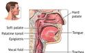 Φαρυγγίτιδα: Τι συμβαίνει στον λαιμό σας και πώς περνάει γρήγορα - Φωτογραφία 2