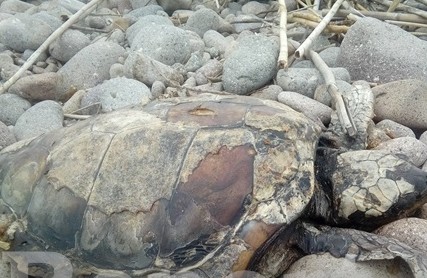 Νεκρές θαλάσσιες χελώνες εντοπίστηκαν σε παραλία της Λήμνου - Φωτογραφία 1