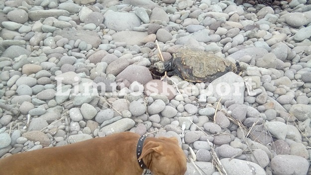 Νεκρές θαλάσσιες χελώνες εντοπίστηκαν σε παραλία της Λήμνου - Φωτογραφία 3