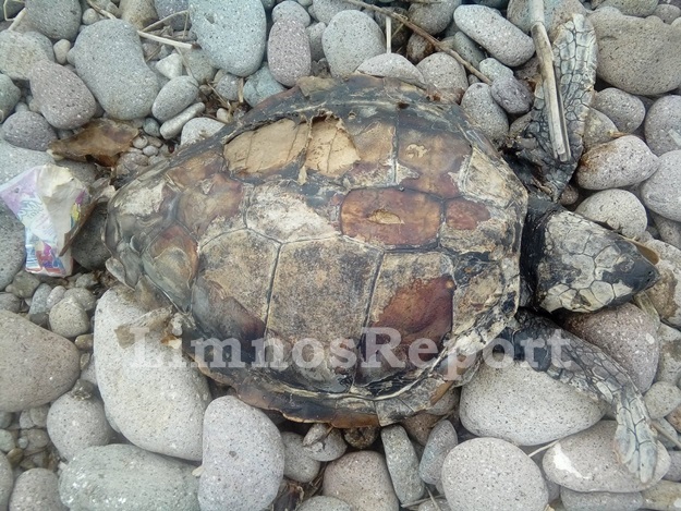 Νεκρές θαλάσσιες χελώνες εντοπίστηκαν σε παραλία της Λήμνου - Φωτογραφία 4
