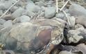 Νεκρές θαλάσσιες χελώνες εντοπίστηκαν σε παραλία της Λήμνου