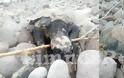 Νεκρές θαλάσσιες χελώνες εντοπίστηκαν σε παραλία της Λήμνου - Φωτογραφία 2