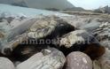 Νεκρές θαλάσσιες χελώνες εντοπίστηκαν σε παραλία της Λήμνου - Φωτογραφία 5
