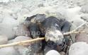 Νεκρές θαλάσσιες χελώνες εντοπίστηκαν σε παραλία της Λήμνου - Φωτογραφία 6