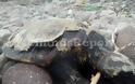 Νεκρές θαλάσσιες χελώνες εντοπίστηκαν σε παραλία της Λήμνου - Φωτογραφία 7