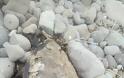 Νεκρές θαλάσσιες χελώνες εντοπίστηκαν σε παραλία της Λήμνου - Φωτογραφία 8