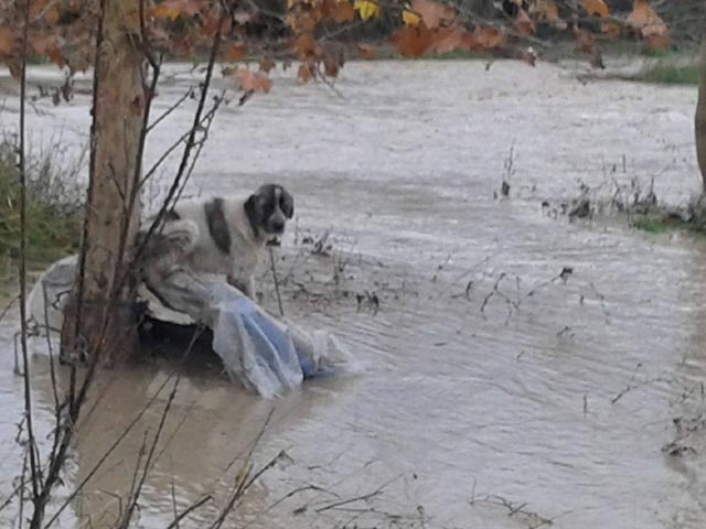 Καταστροφές από την υπερχείλιση της Ερμίτσας στον Μαύρικα Αγρινίου – Πνίγηκαν ζώα (φωτο) - Φωτογραφία 10