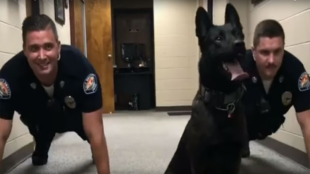 Σκύλος έριξε αστυνομικούς για... κάμψεις - Φωτογραφία 1