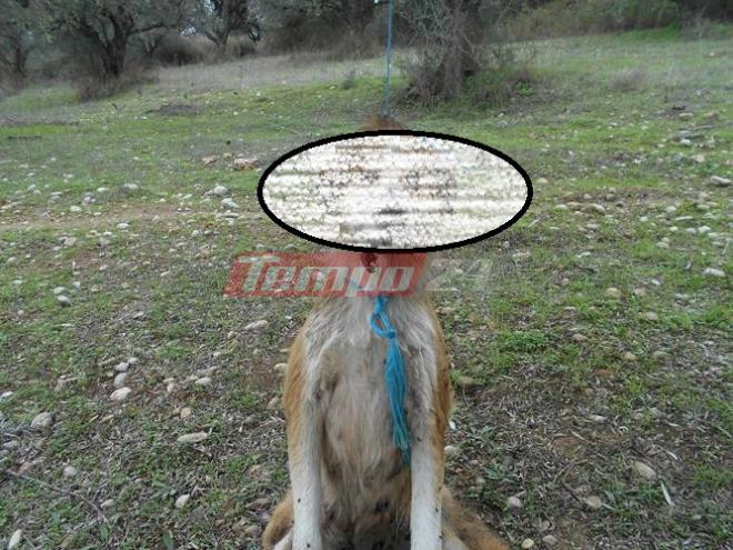Απίστευτη κτηνωδία σε χωριό της δυτικής Αχαΐας - Βασάνισαν και έδεσαν σκύλο από μια ελιά - Έπαθαν σοκ μέχρι και οι Αστυνομικοί από το φρικτό θέαμα [ΣΚΛΗΡΕΣ ΕΙΚΟΝΕΣ] - Φωτογραφία 2