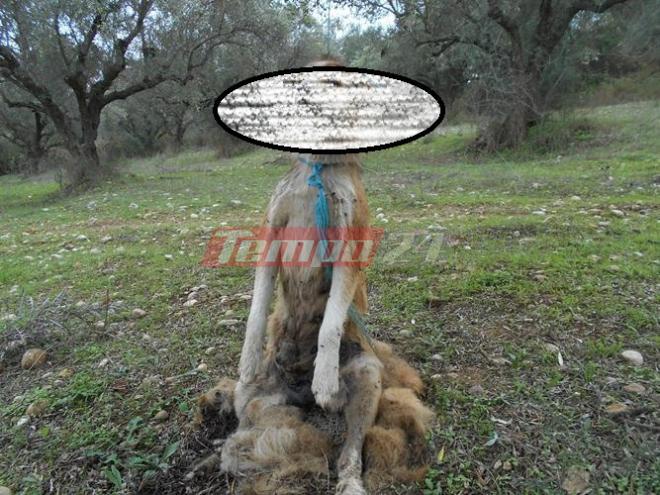 Απίστευτη κτηνωδία σε χωριό της δυτικής Αχαΐας - Βασάνισαν και έδεσαν σκύλο από μια ελιά - Έπαθαν σοκ μέχρι και οι Αστυνομικοί από το φρικτό θέαμα [ΣΚΛΗΡΕΣ ΕΙΚΟΝΕΣ] - Φωτογραφία 3