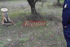 Απίστευτη κτηνωδία σε χωριό της δυτικής Αχαΐας - Βασάνισαν και έδεσαν σκύλο από μια ελιά - Έπαθαν σοκ μέχρι και οι Αστυνομικοί από το φρικτό θέαμα [ΣΚΛΗΡΕΣ ΕΙΚΟΝΕΣ]