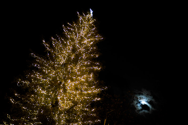 Τρίκαλα:Το ψηλότερο φυσικό χριστουγεννιάτικο δέντρο στην Ελλάδα - Φωτογραφία 4