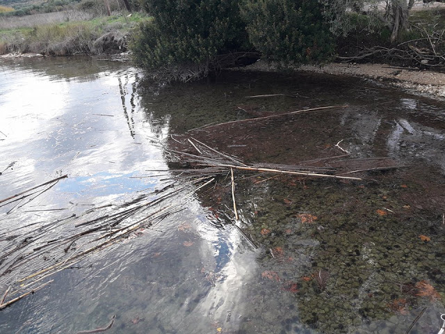 Γέμισε φερτά υλικά η παραλία στα ΠΑΛΙΑΜΠΕΛΑ λόγω της θεομηνίας (ΦΩΤΟ: Στέλλα Λιάπη) - Φωτογραφία 30